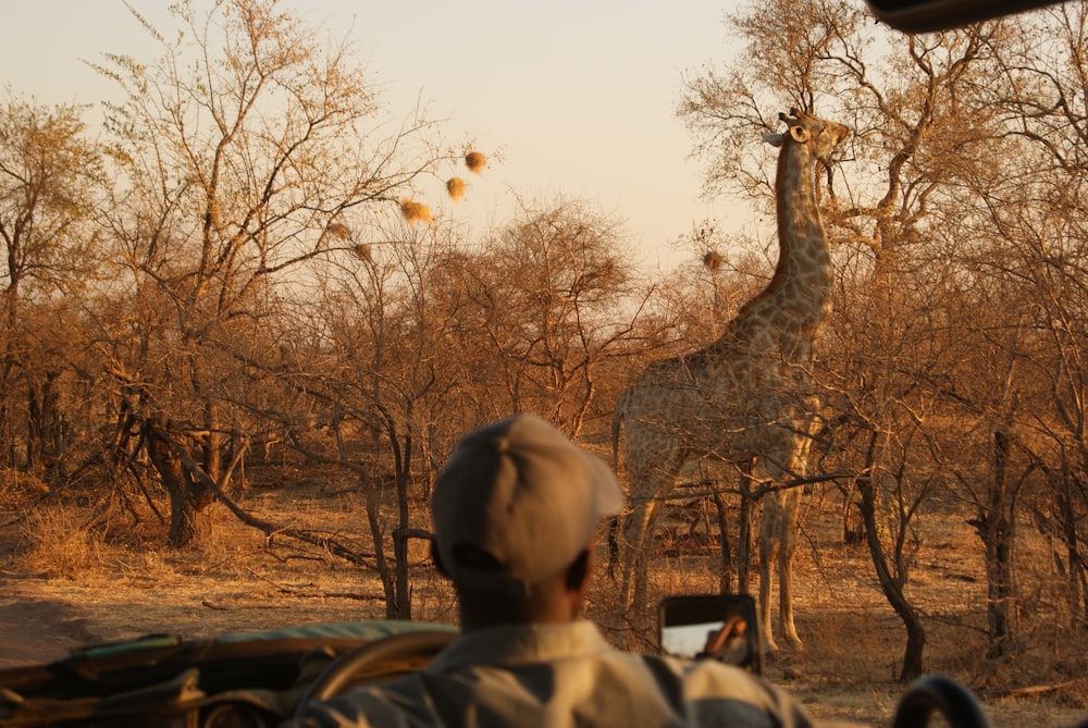 giraffe front of bare trees during daytime