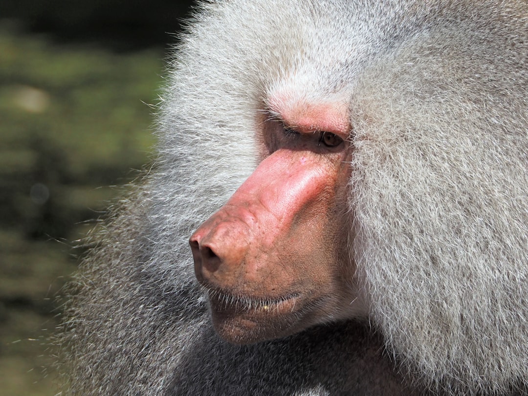 Photo de babouin par Ed van duijn