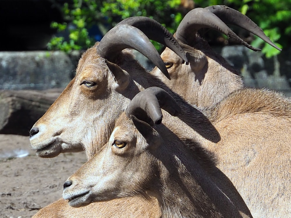 three brown goats on ground during daytime