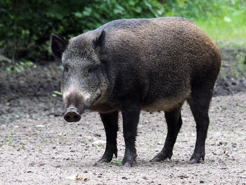 shallow focus photo of pig