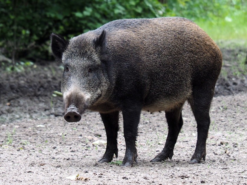 Feral hogs rooting in a muddy creek bottom in Texas brush country at night