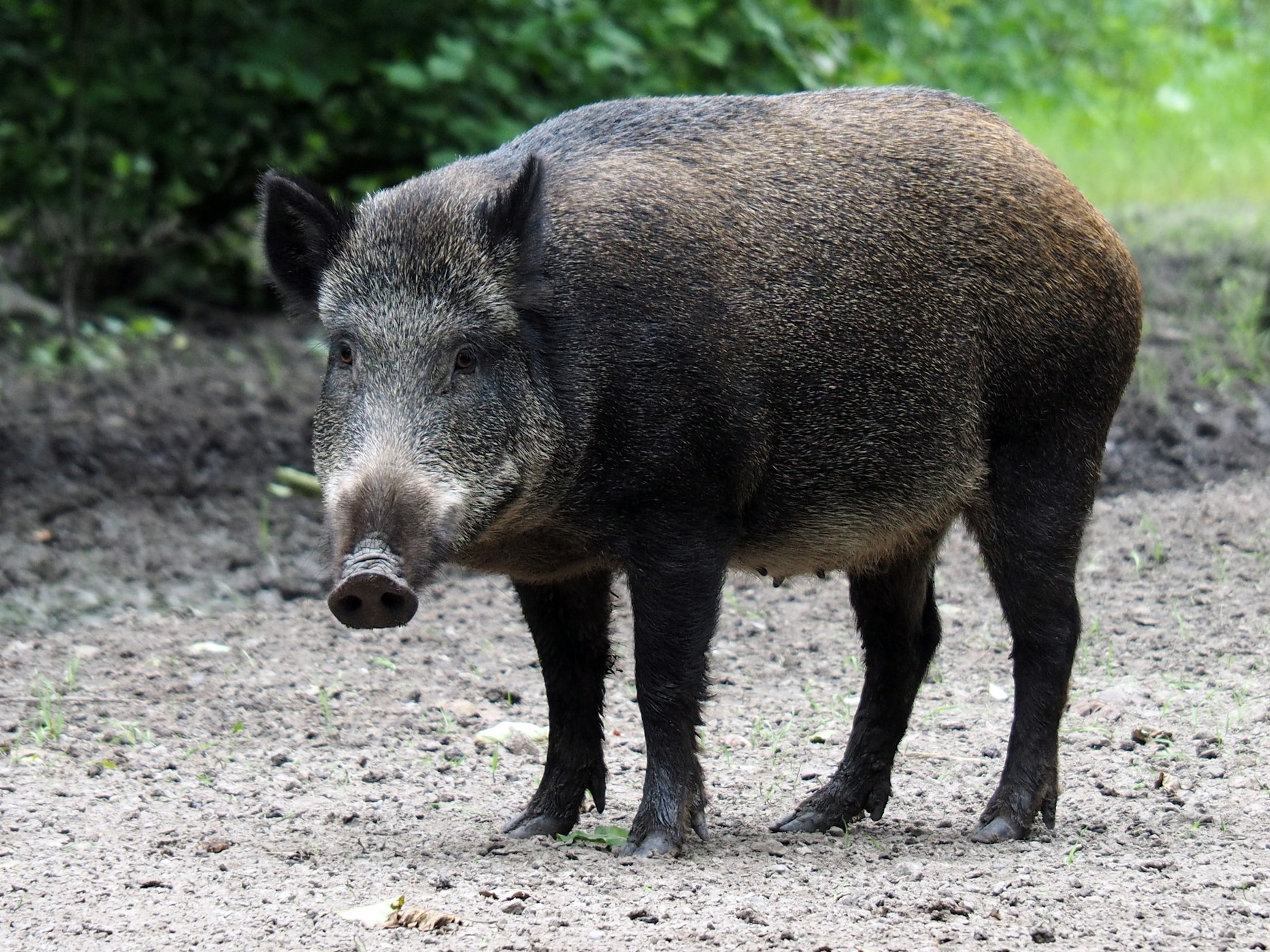 Bounty Program Looks to Help Control Texas’ Feral Hog Problem
