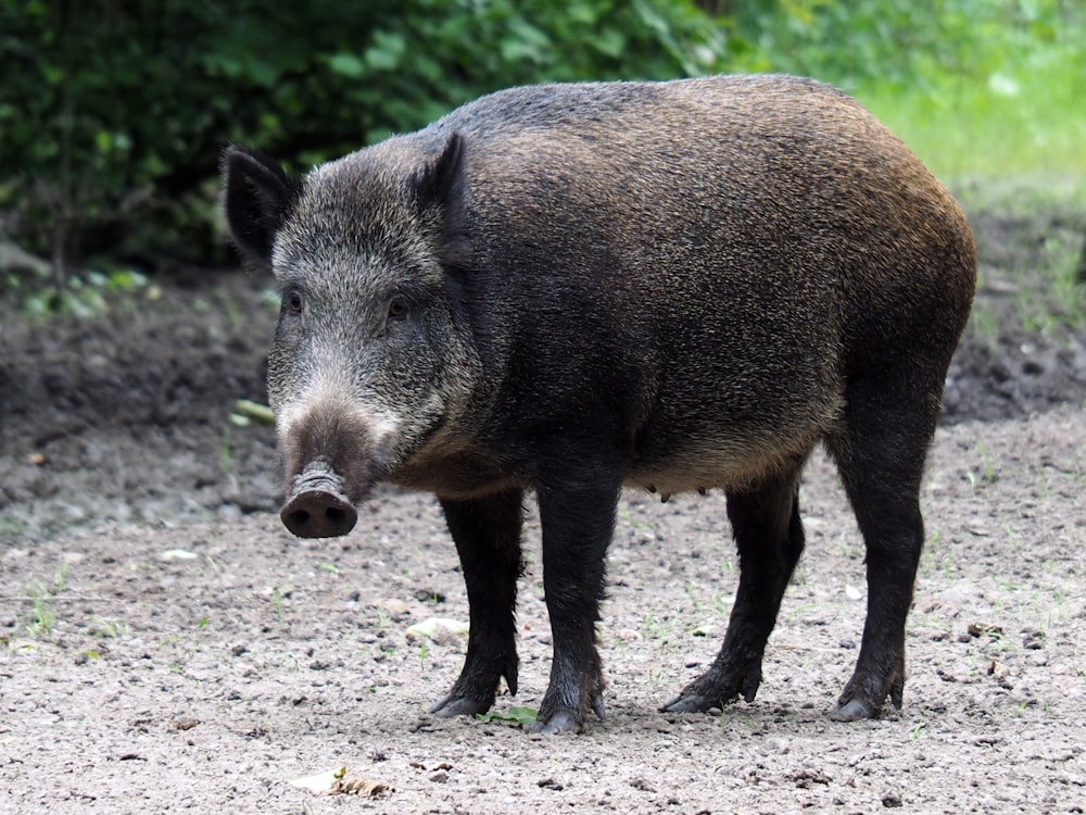 foto de foco raso do porco