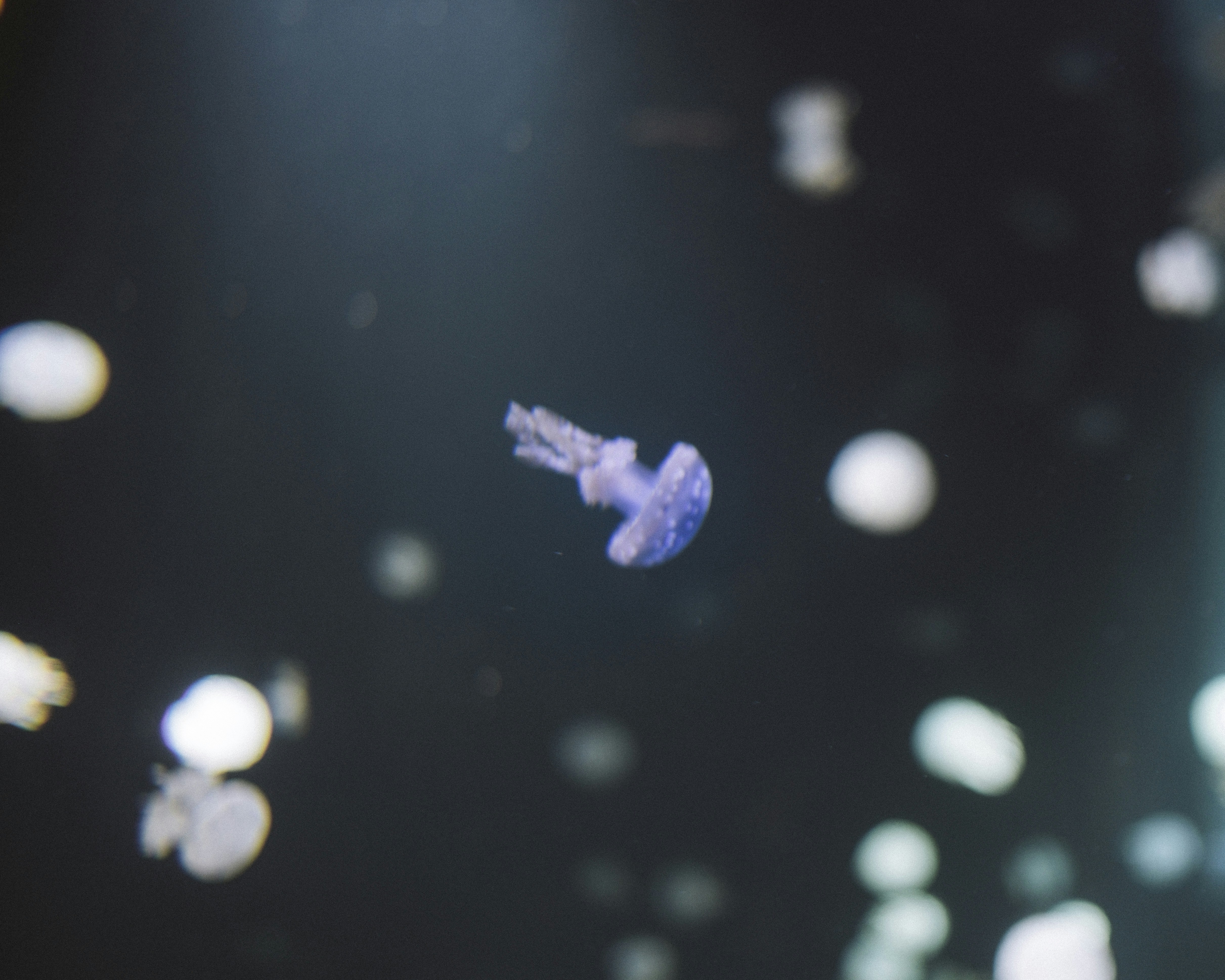 jellyfish under water