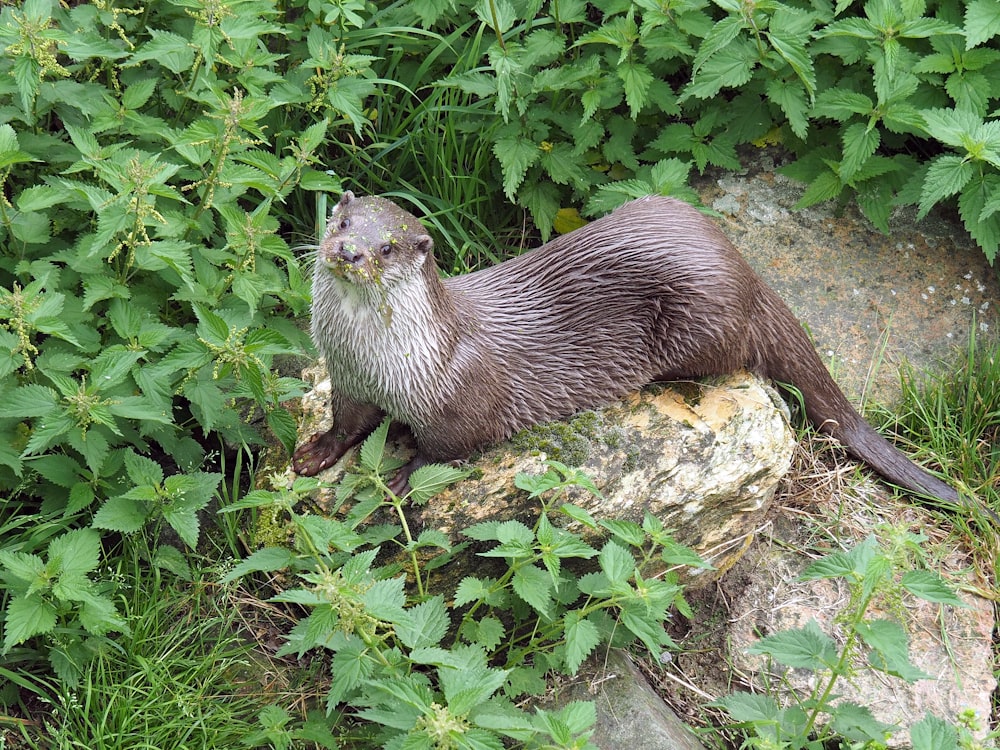 brown seal