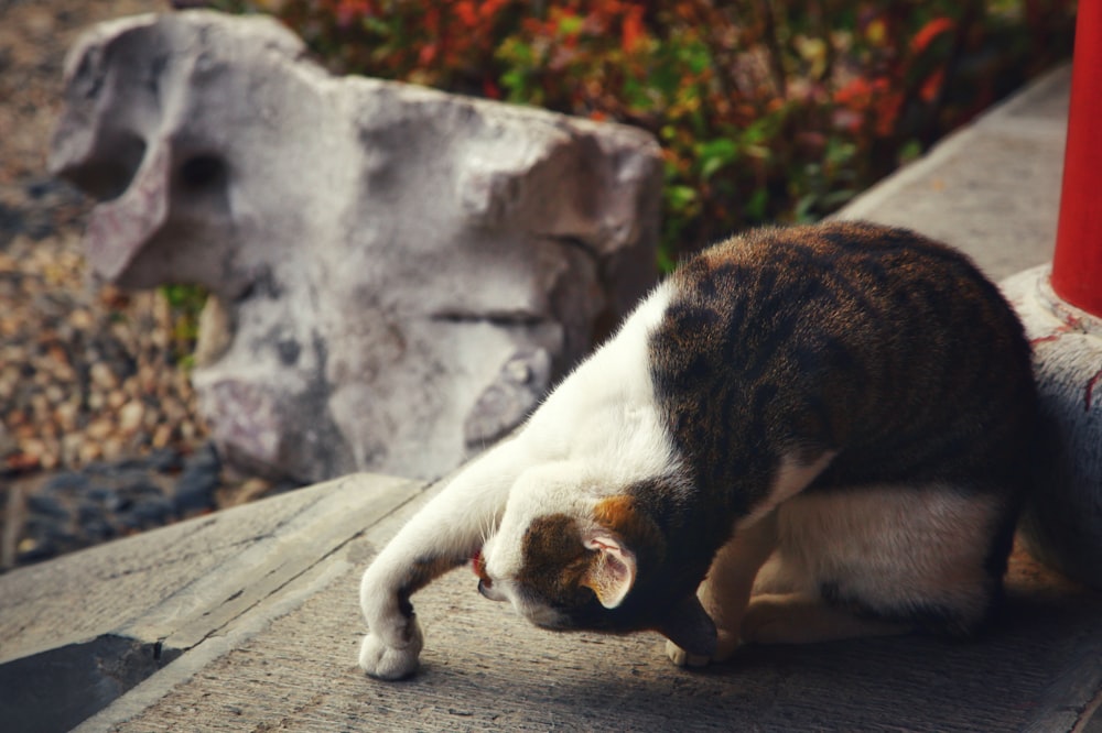 brown and white cat on concrete floor