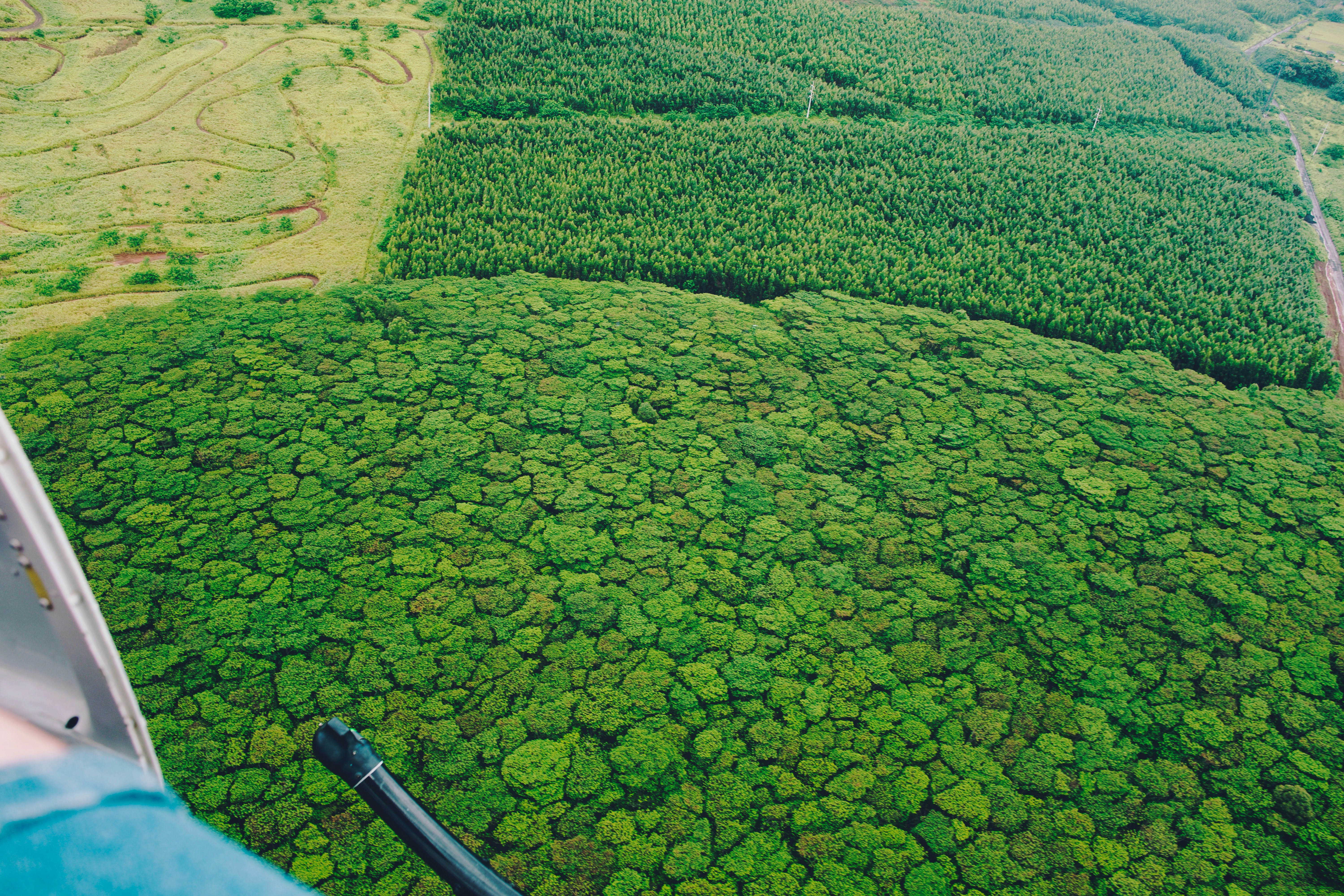 Aerial view of reforestation efforts