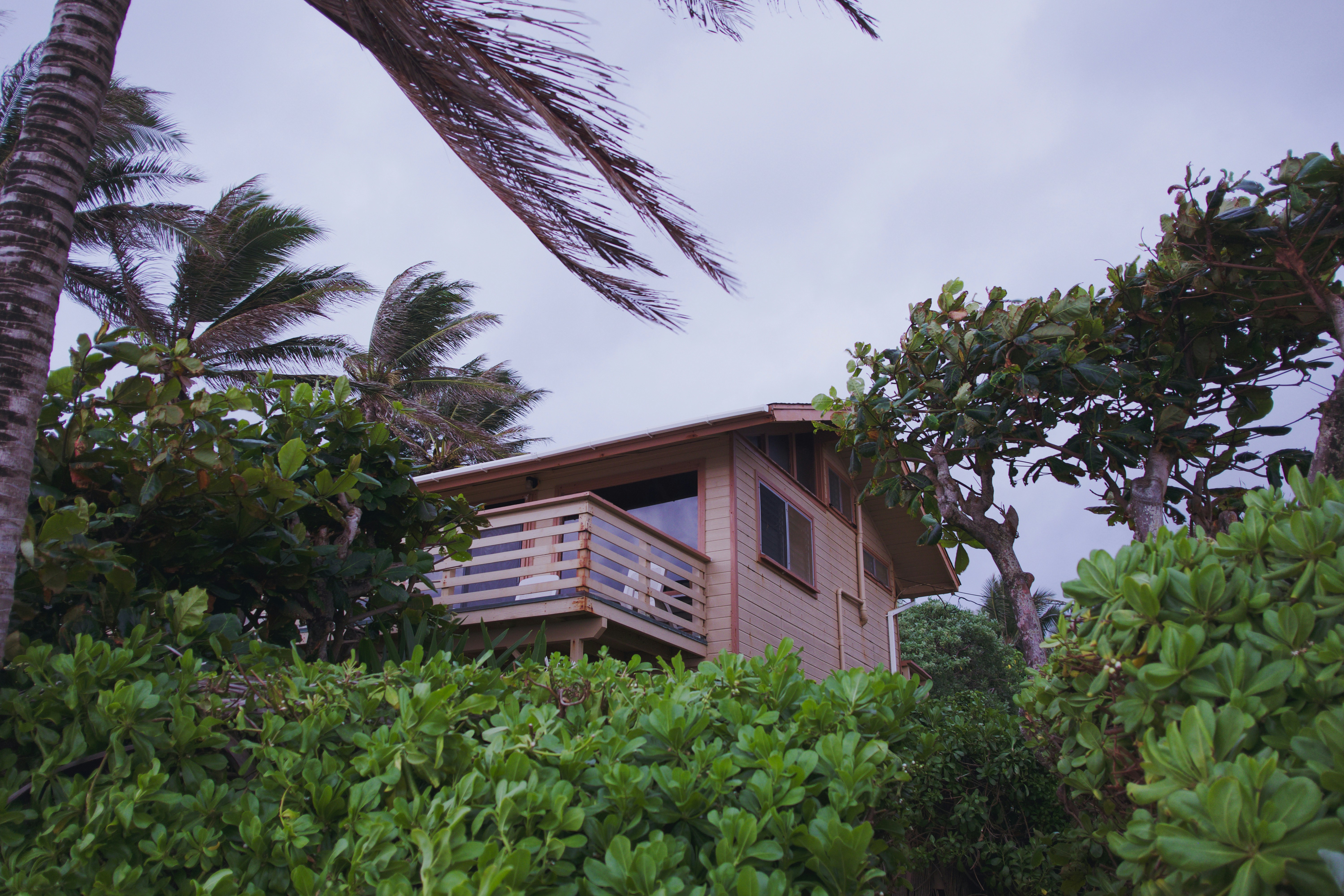 brown house surrounded by trees