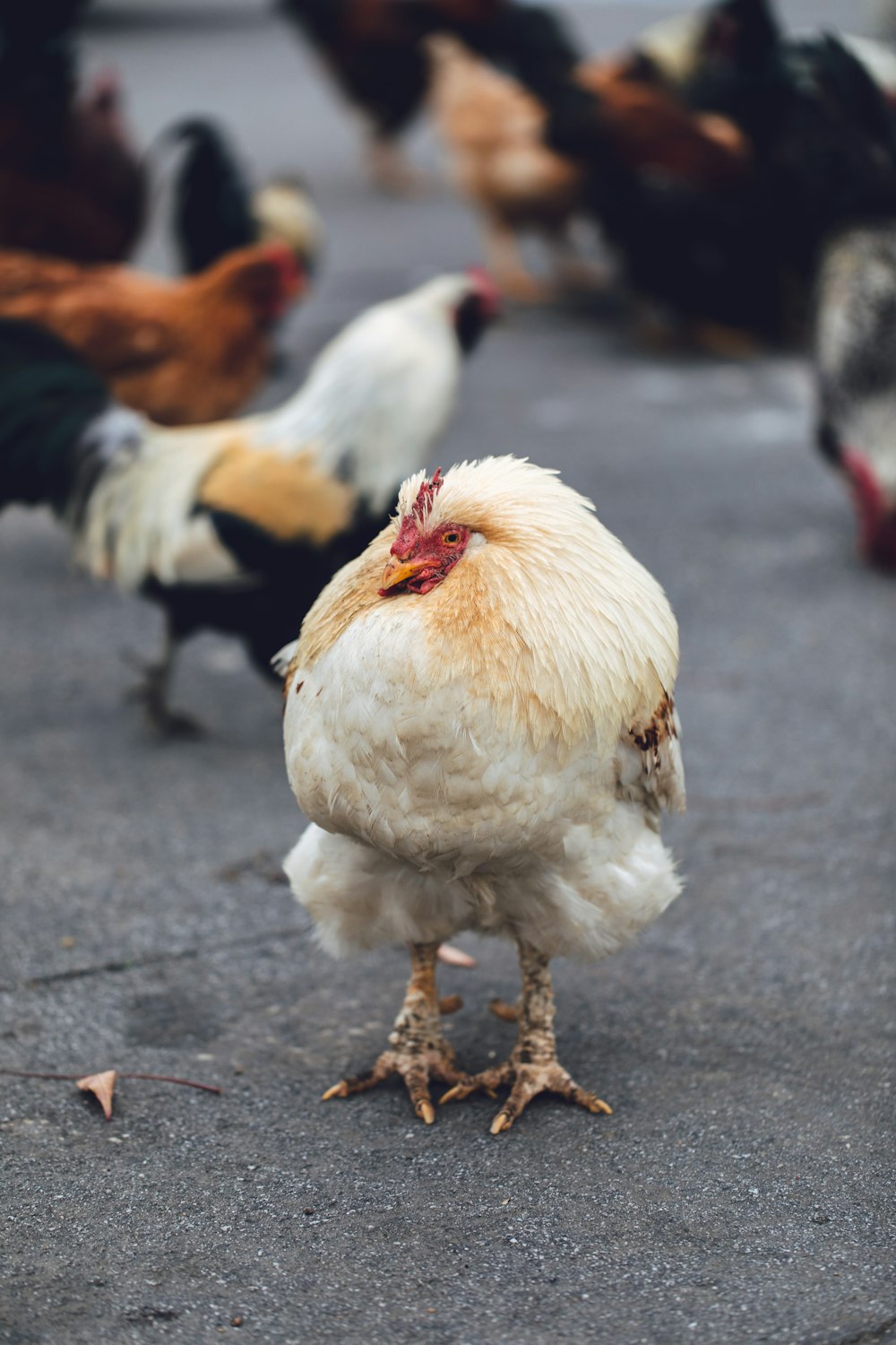 troupeau de poulets sur la route