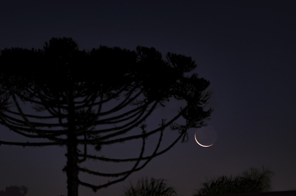 tree and moon