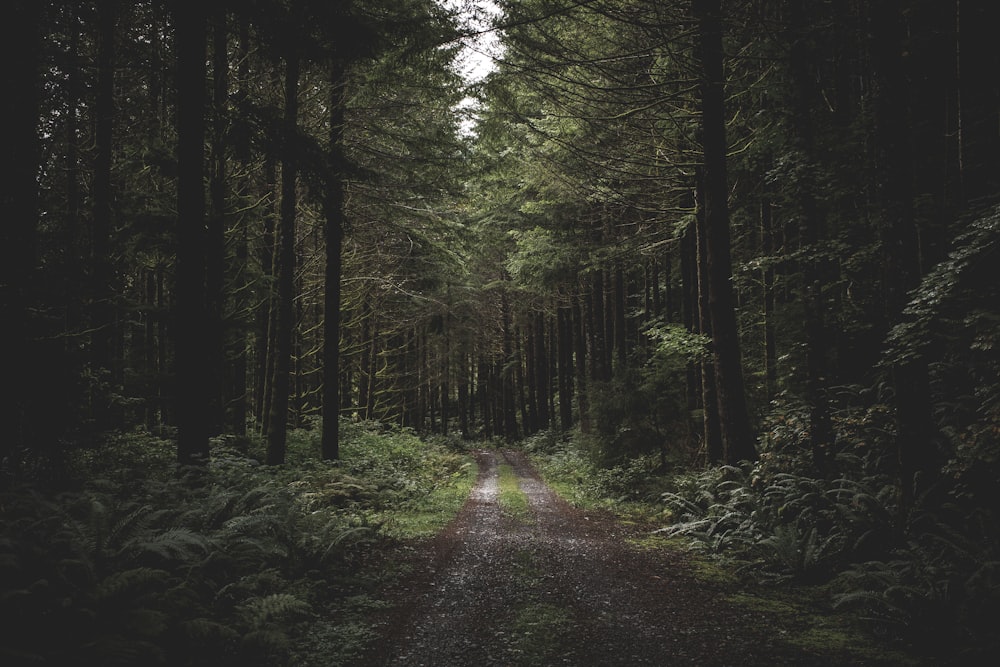 clear road way between trees