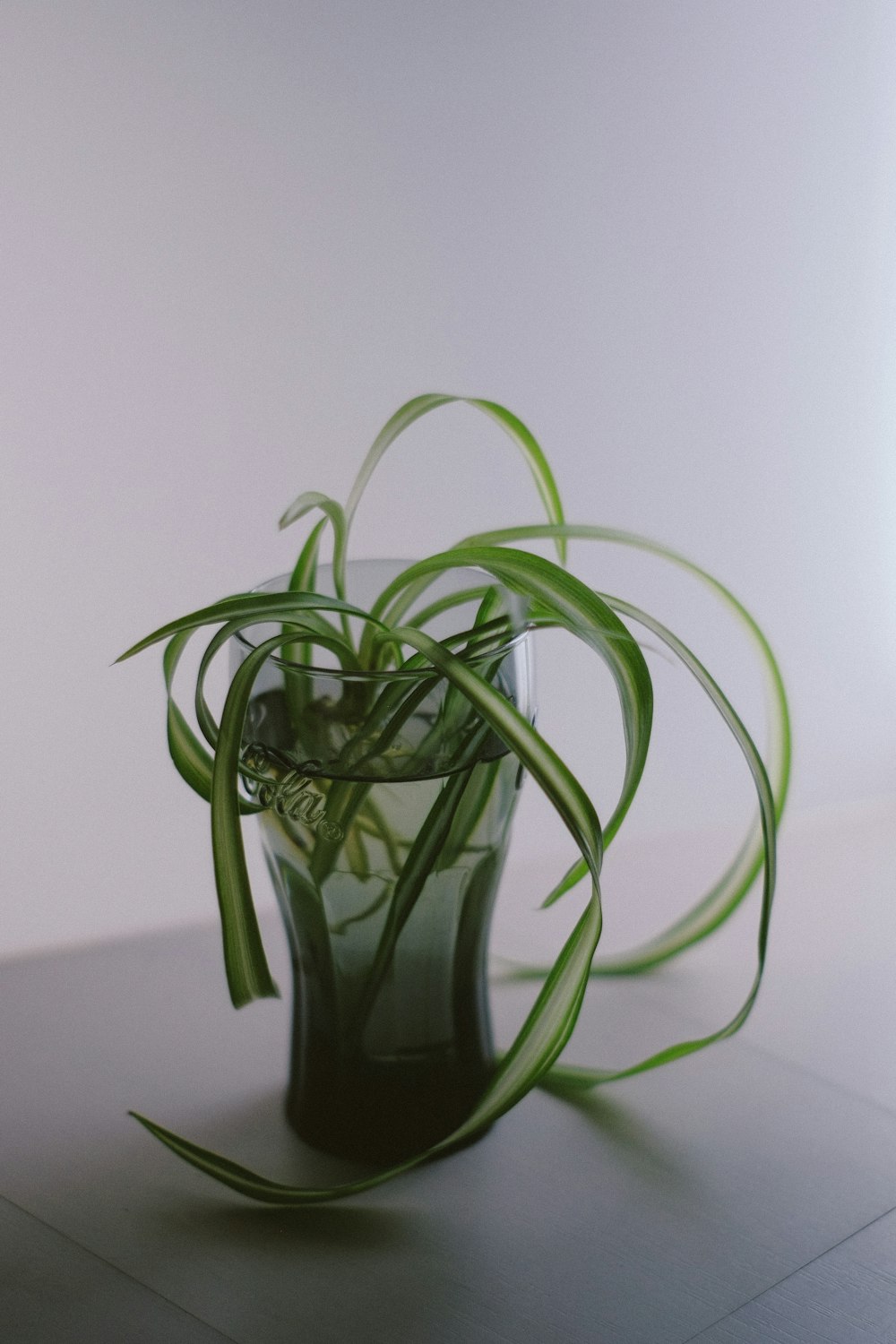 green-leafed plant in glass cup