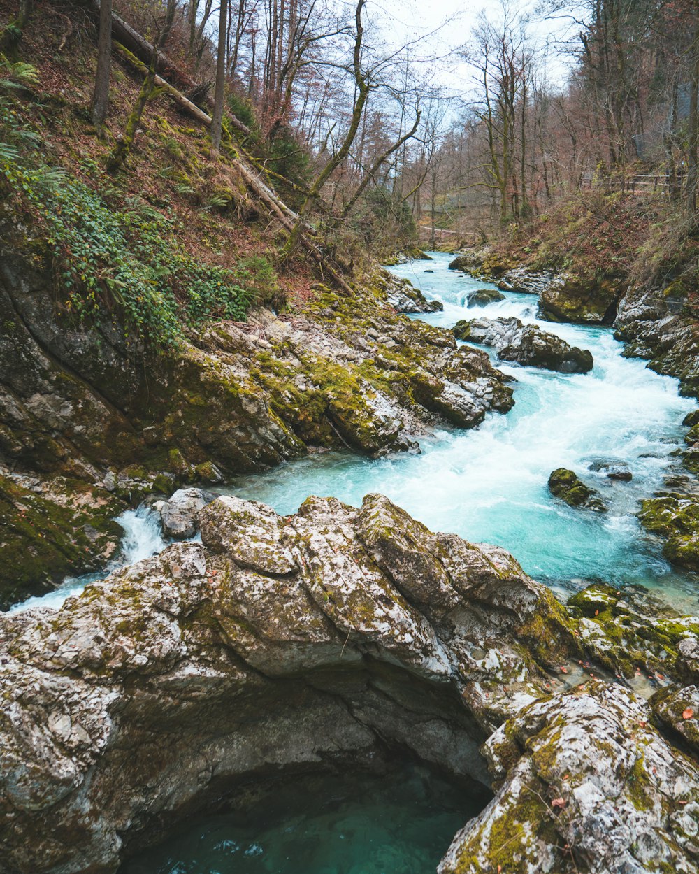 flowing lake surrounded with trees