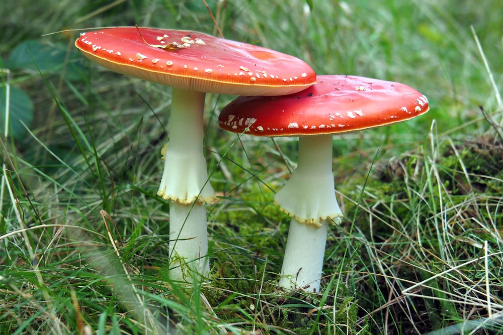 two red fly agaric on grass
