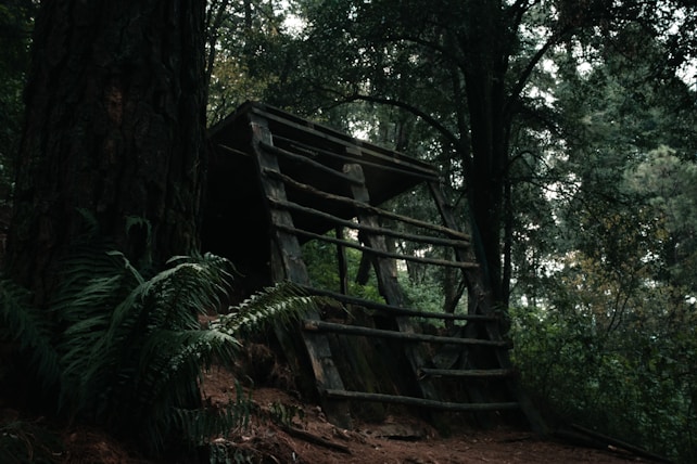 A rustic, weathered wooden structure resembling a makeshift hut or treehouse is situated in a dense forest. Tall trees with lush green leaves surround the structure, creating a canopy overhead. Ferns and various undergrowth are visible at the base, contributing to the woodland atmosphere.