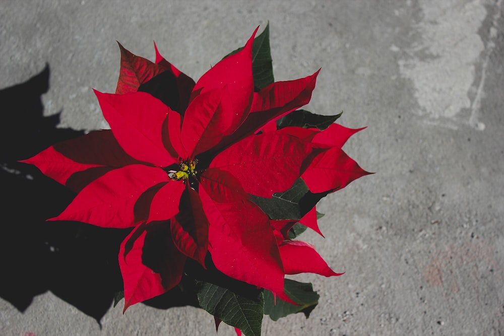 red poinsettia plants on gray surface