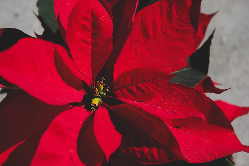 Cómo llegó la flor de nochebuena a EU y por qué es típica de Navidad? -  Grupo Milenio