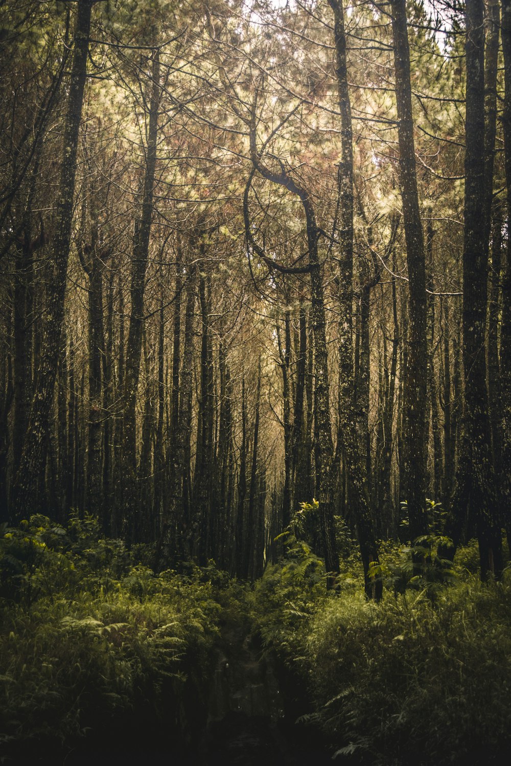 floresta cheia de árvores