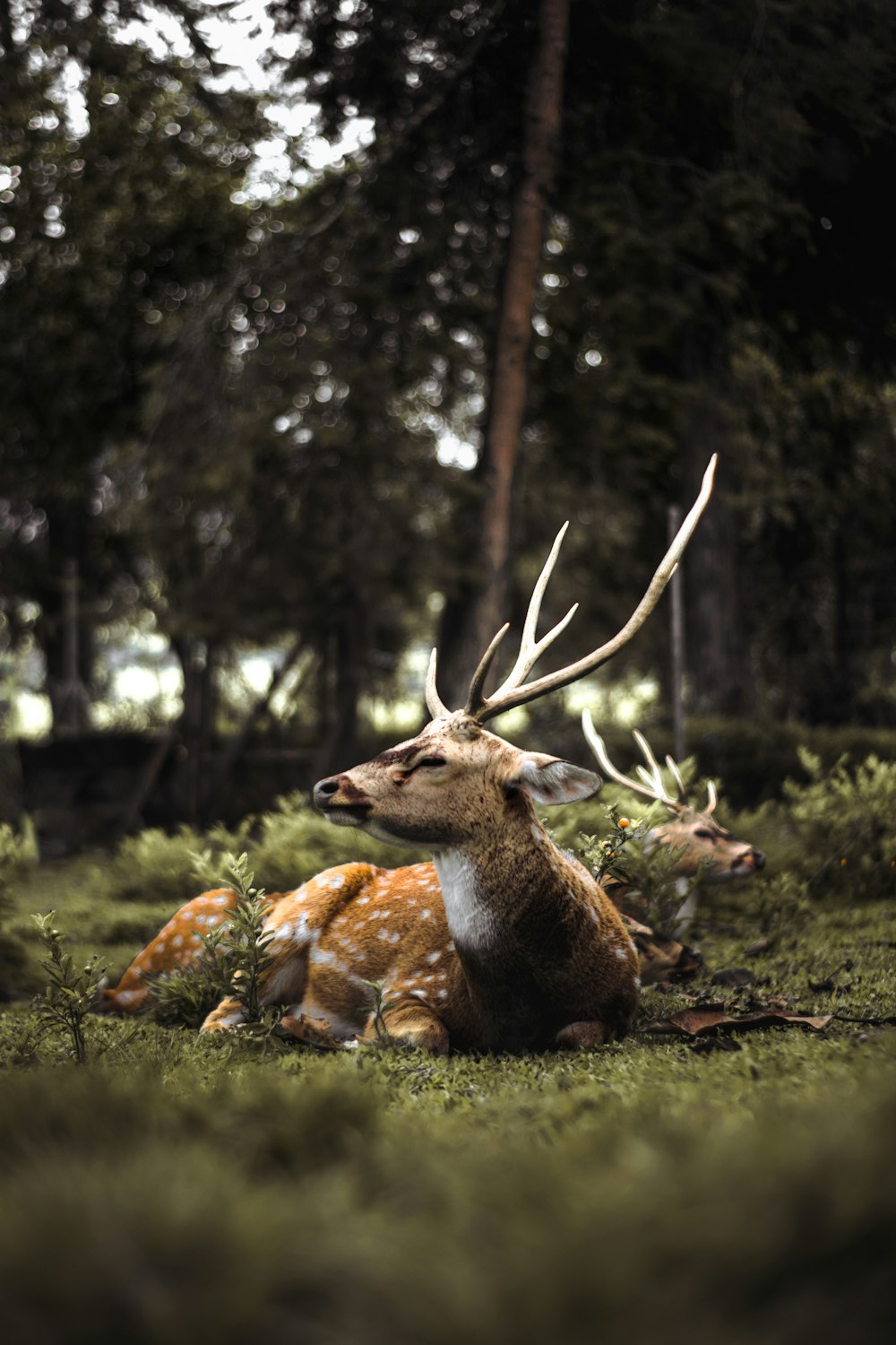 a deer laying down in the grass next to some trees