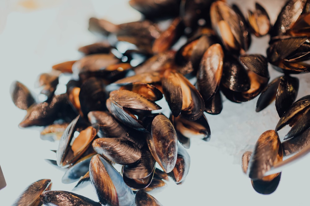 pile of mussels