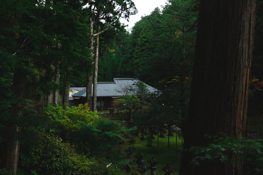 house beside trees