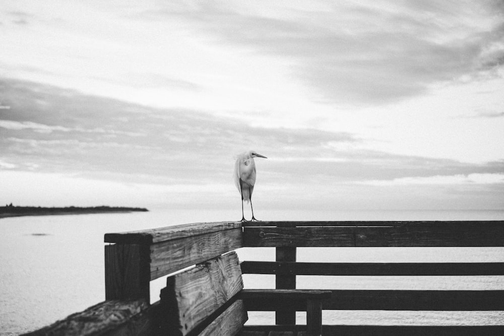 bird on railing