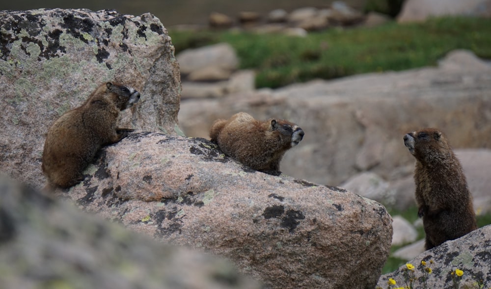 three brown rodents on gray rock