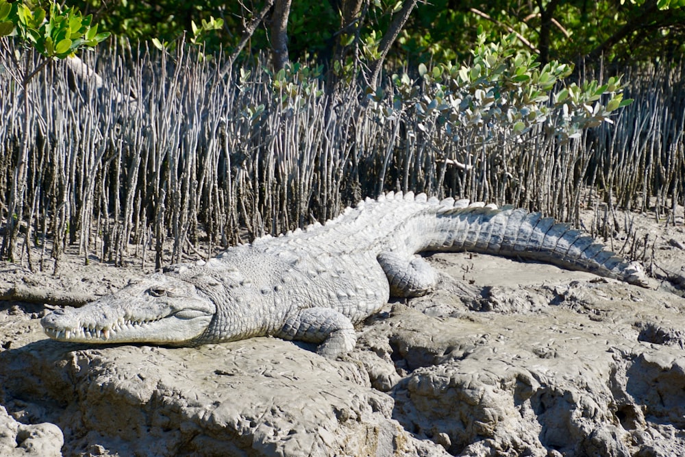 brauner Alligator