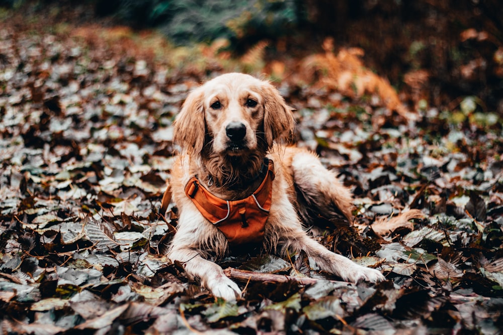 dog laying on leaves