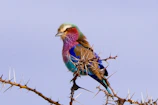 A vibrant lilac-breasted roller perched on a thorny acacia branch.