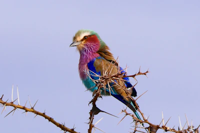 A vibrant lilac-breasted roller perched on a thorny acacia branch.