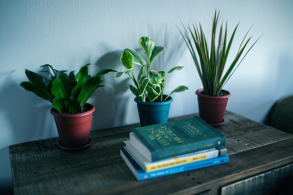 plants and book on shelf