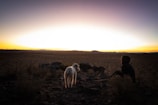 A sunset view over the Arava desert with a silhouette of a dog and volunteer.