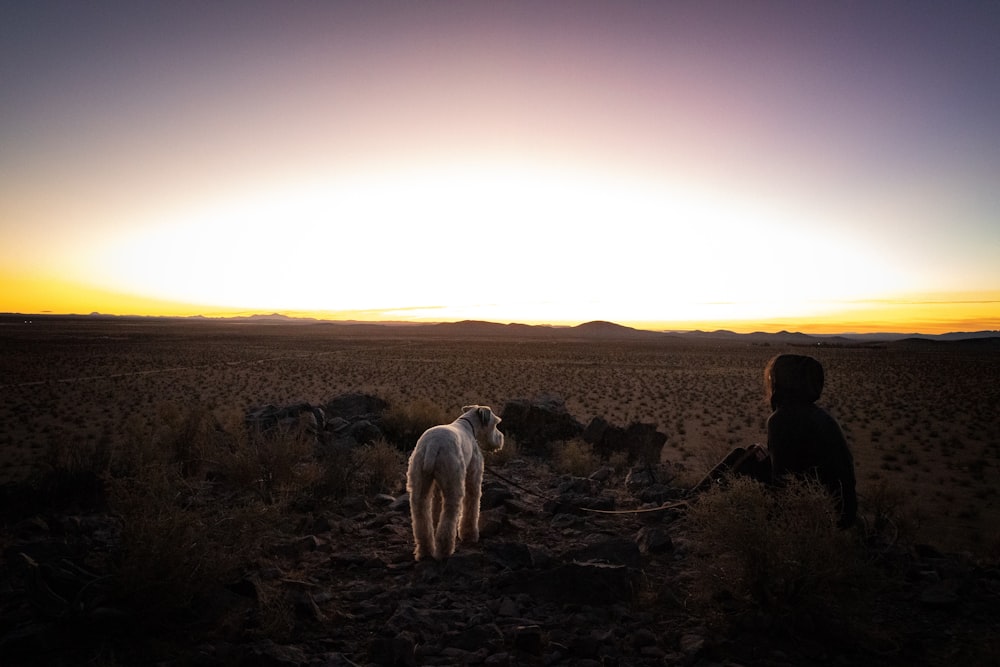 Person neben Hund mit Blick auf den Sonnenuntergang
