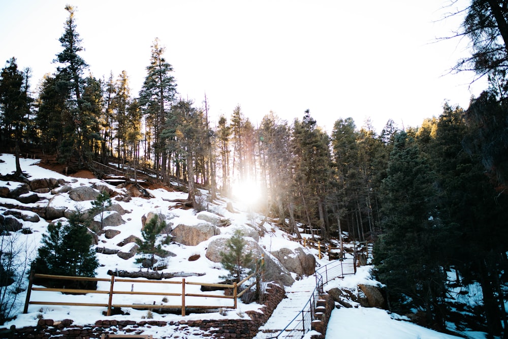 green trees beside snow field at daytime