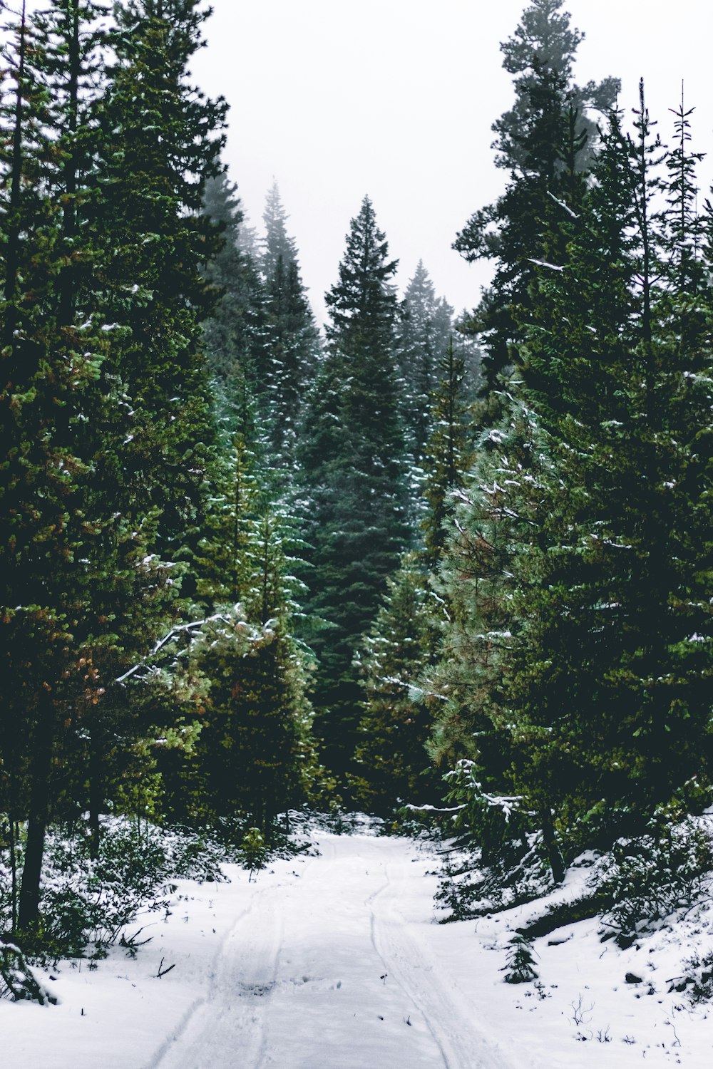 snow road between pine trees