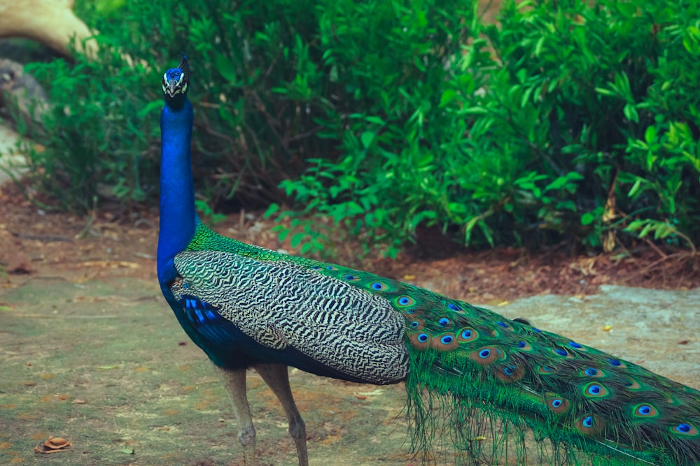 blue and green peacock near green grass