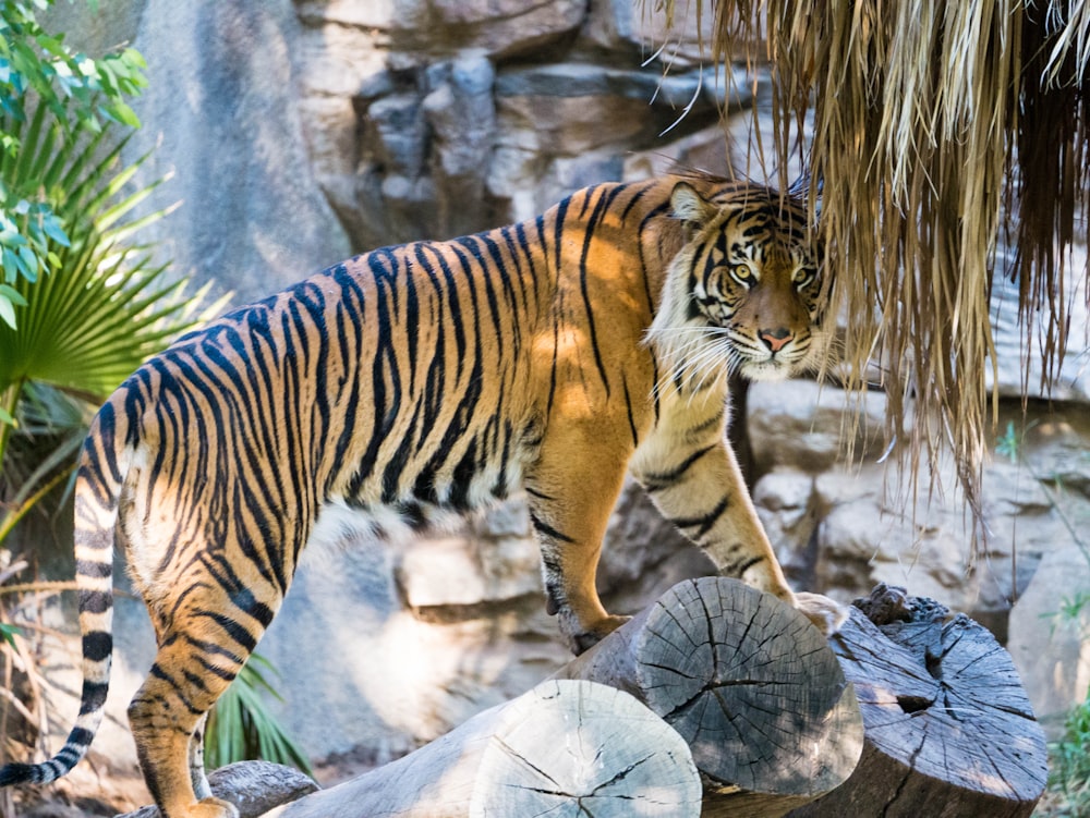 brown and black tiger on log