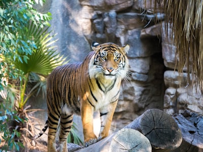 shallow focus of tiger beside green leafed plant wildlife zoom background