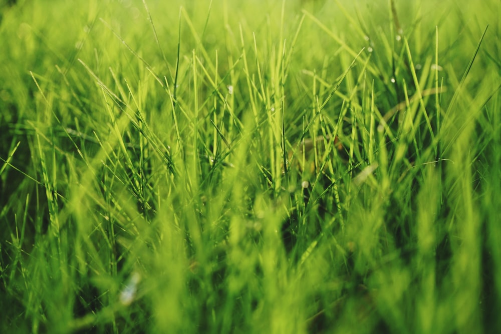 green plant field