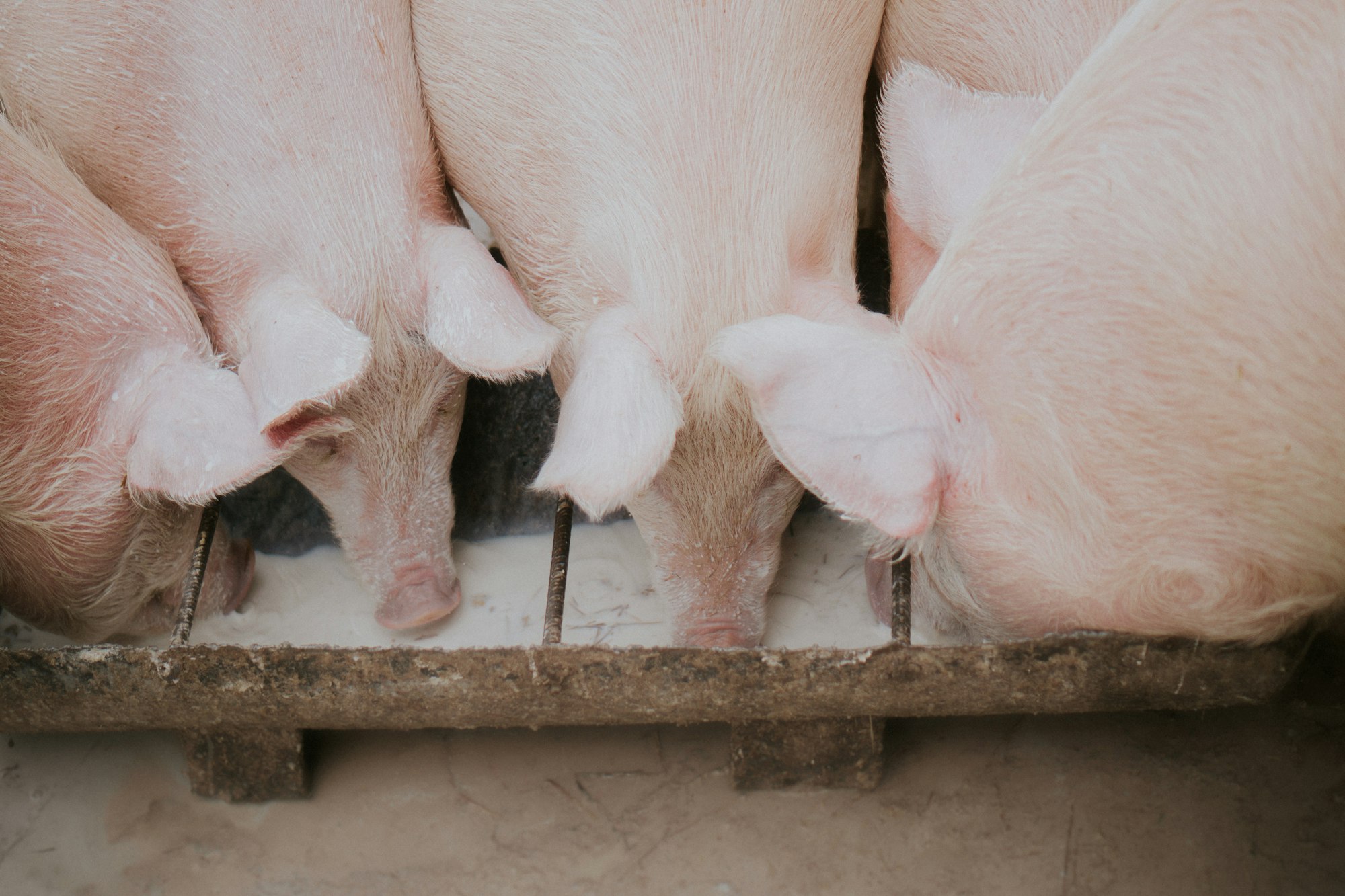Why a local group is trying to stop a proposed pork plant