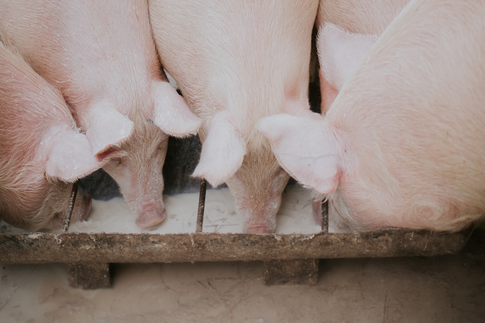 group of pigs eating