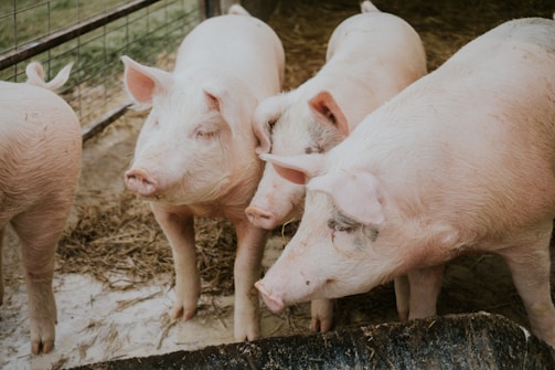 Several pigs stand closely together in a pen. The animals have light pink skin, and their ears are perked up. The pen has a metal fence and straw is scattered on the ground.
