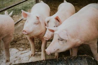 Ganado alimentado con productos balanceados de Nutrebien