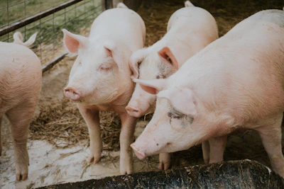 Ganado alimentado con productos balanceados de Nutrebien