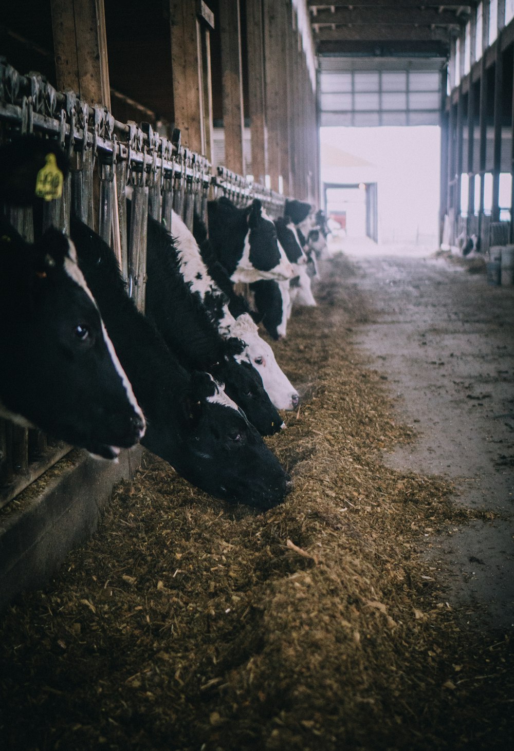 herd of cows inside building