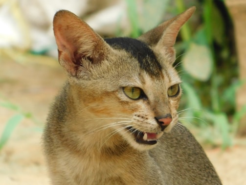 A close-up of a cat with green eyes and distinctive markings on its fur, including black stripes on its head. The cat's mouth is slightly open, revealing sharp teeth, and its ears are perked up. A blurred natural background with hints of green foliage enhances the focus on the cat.