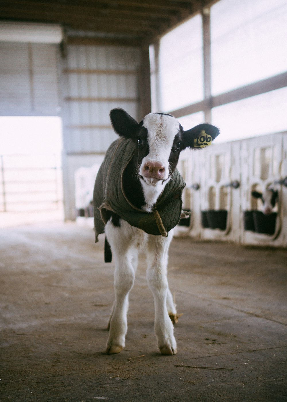 vaca branca e preta