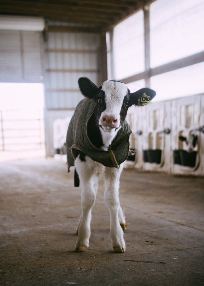 Newborn dairy calf with mother cow