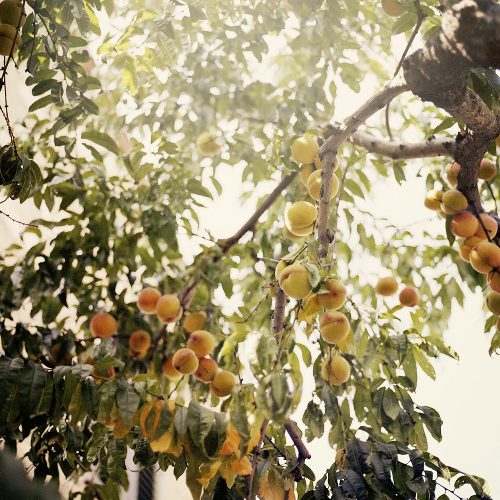 orangae fruits